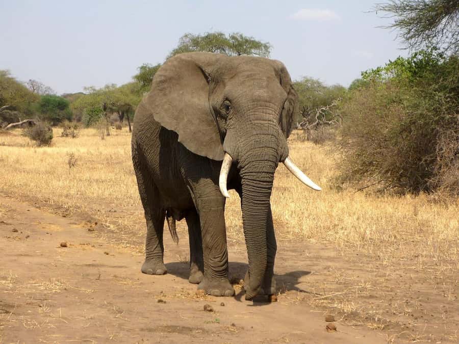 PRIVATE OVERNIGHT SALTLICK SAFARI FROM MOMBASA OR DIANI - Should you book the Salt Lick overnight safari?