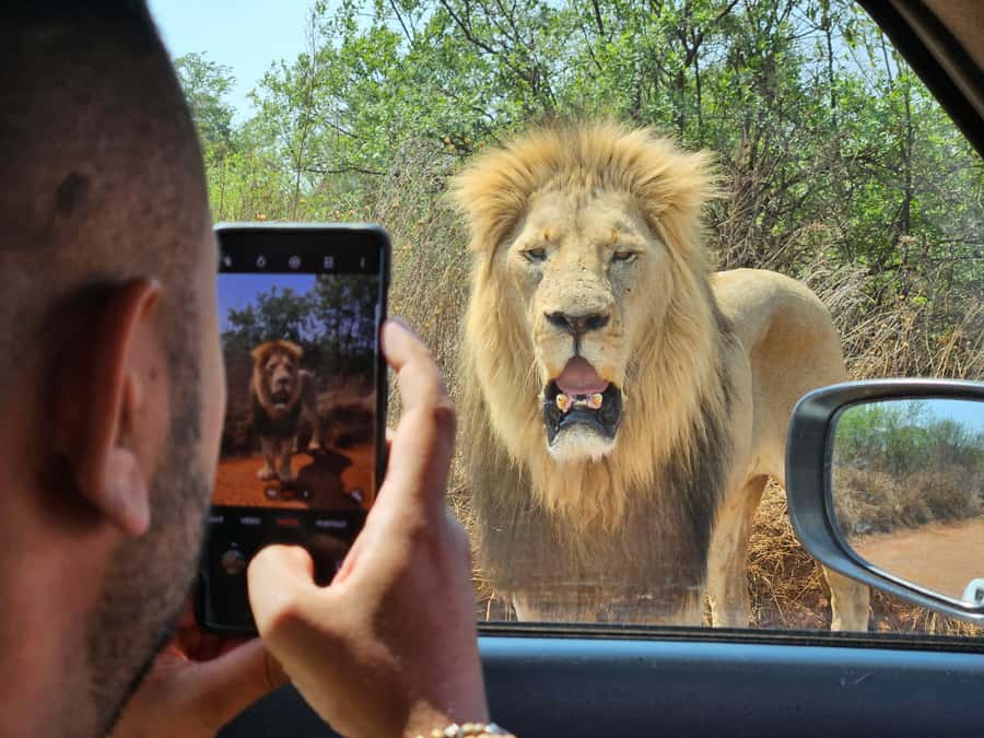 Private Rhino and Lion Park, Cradle Caves or Maropeng Museum - Starting with Rhino and Lion Park