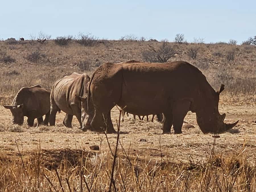 Private Rhino and Lion Park, Cradle Caves or Maropeng Museum - Maropeng Museum and the story beneath Gauteng