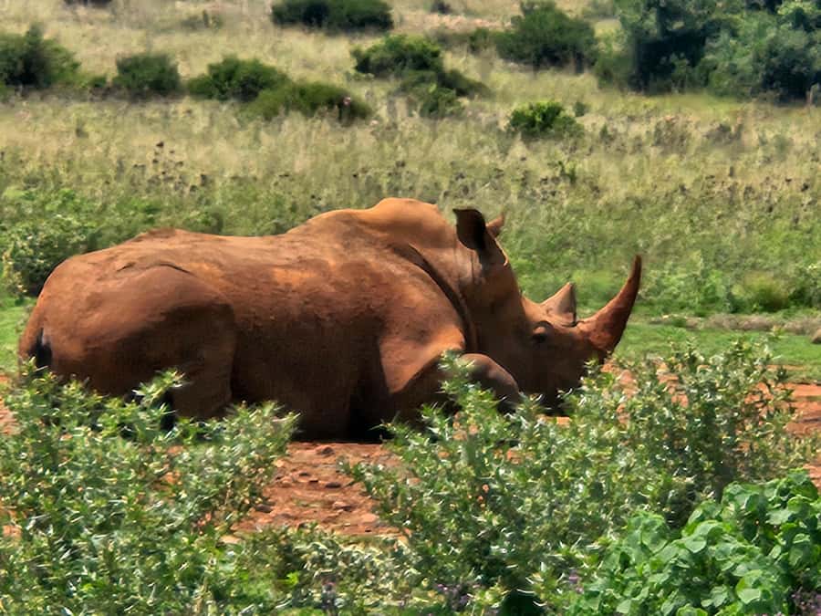 Private Rhino and Lion Park, Cradle Caves or Maropeng Museum - Sterkfontein Caves and Little Foot