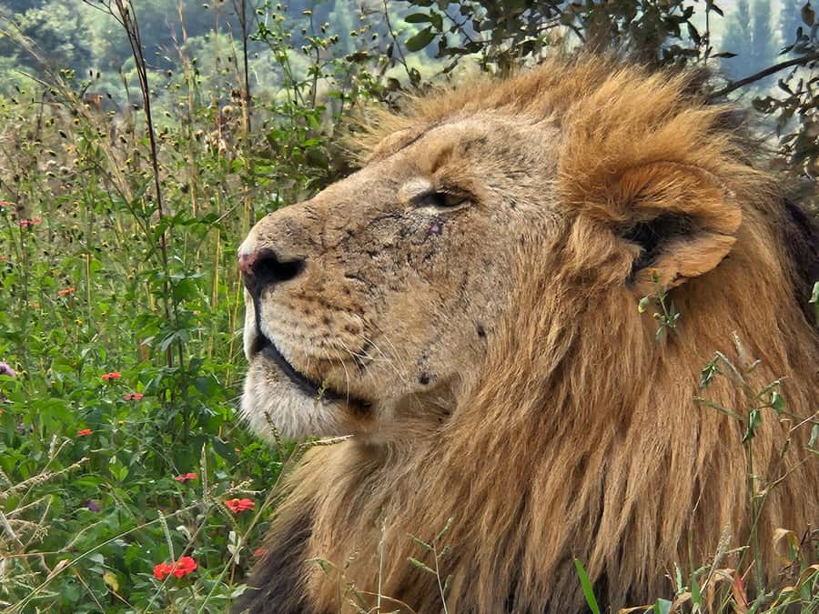 Private Rhino and Lion Park, Cradle Caves or Maropeng Museum - Who will enjoy this day most?