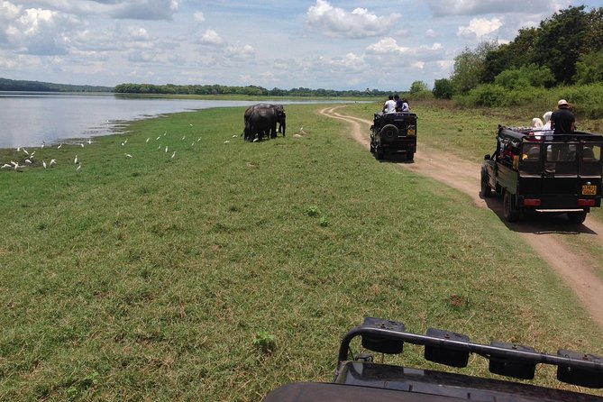 Private Trip to Sigiriya, Dambulla & safari from Colombo/ Negombo - Minneriya safari and the elephant gathering