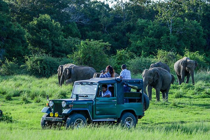 Private Trip to Sigiriya, Dambulla & safari from Colombo/ Negombo - The real cost beyond the $67 headline
