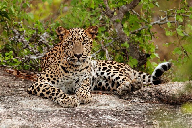 Private Trip to Sigiriya, Dambulla & safari from Colombo/ Negombo - Pidurangala or Dambulla, clarify the middle stop