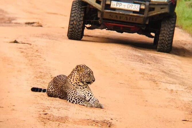 Private Wilpatu National Park Leopard safari from Colombo/Negambo - Why Wilpattu makes a good alternative to Yala