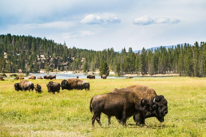 Private Yellowstone Winter Wolf Watching and Wildlife Safari - Key points to know before you book