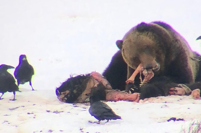 Private Yellowstone Winter Wolf Watching and Wildlife Safari - The roads between Mammoth and Lamar Valley