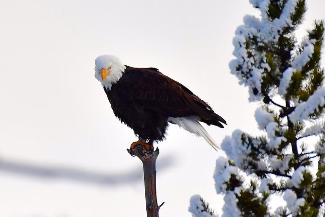 Private Yellowstone Winter Wolf Watching and Wildlife Safari - Lunch, snacks, and equipment