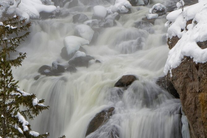Private Yellowstone Winter Wolf Watching and Wildlife Safari - Price and value at $1,650 per group