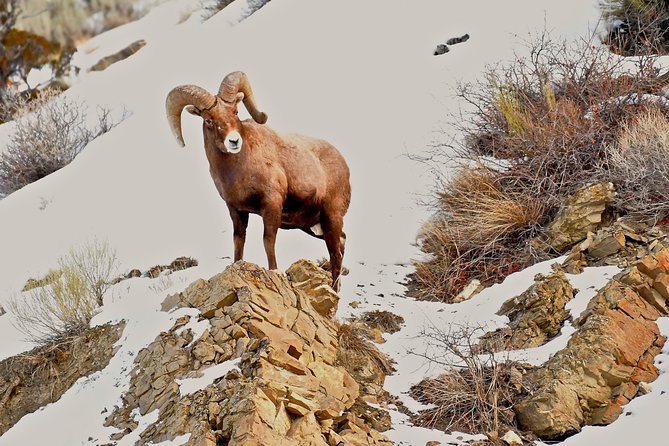 Private Yellowstone Winter Wolf Watching and Wildlife Safari - Who should book this experience