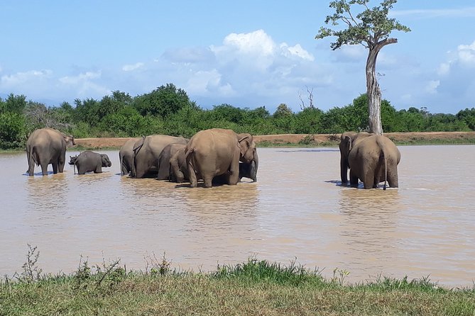 Privet One Day Udawalawe National Park Elephant Safari - What the extra safari costs mean