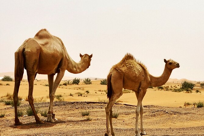 Professional Desert Safari with Camel Ride & BBQ in Bedouin Camp - Hotel Pickup at 2:30 pm From Dubai or Sharjah