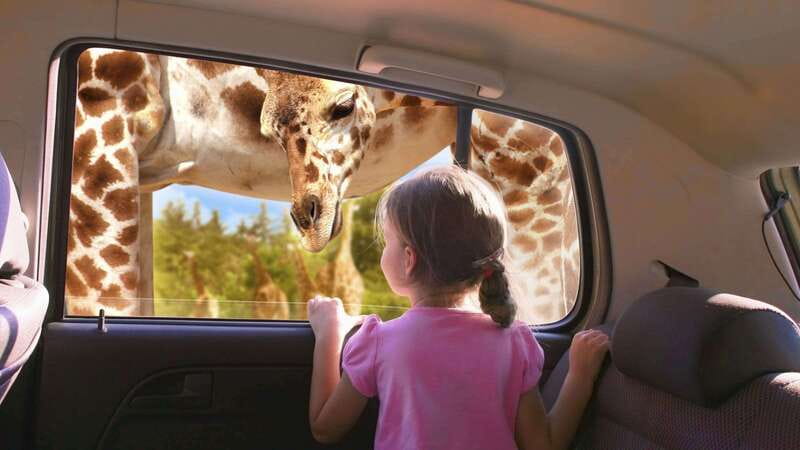 Puebla Africam Safari Park, Live an Unforgettable Adventure! - Four hours among the animals
