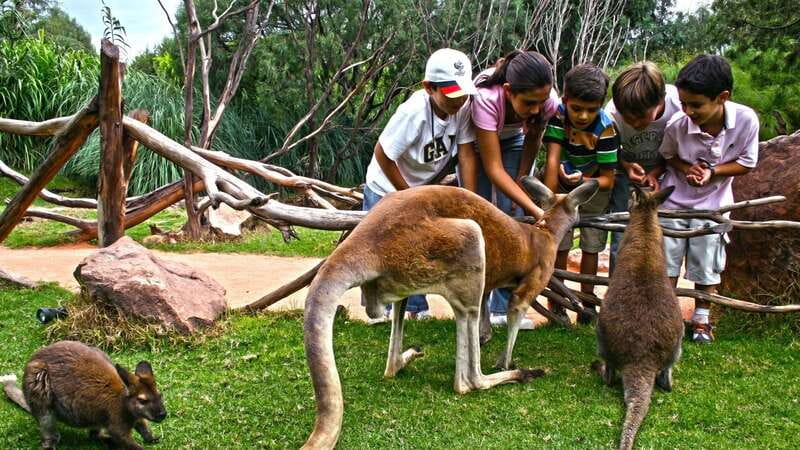 Puebla Africam Safari Park, Live an Unforgettable Adventure! - What the coach ride means for your safari