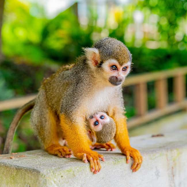 Punta Cana: Monkey Land Half-Day Safari and Plantation - FAQ
