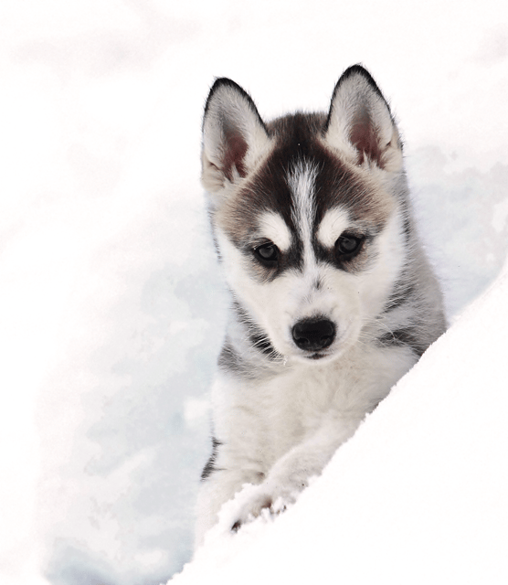 Pyhätunturi: Husky safari 5km including a farm visit - Six huskies, one brake, and a snowy trail