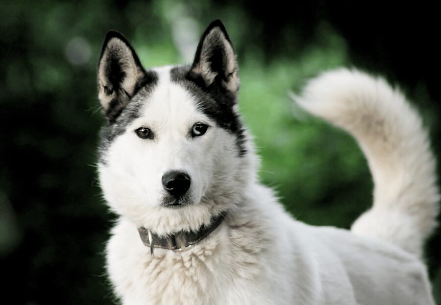Pyhätunturi: Husky safari 5km including a farm visit - What makes Alaskan huskies different