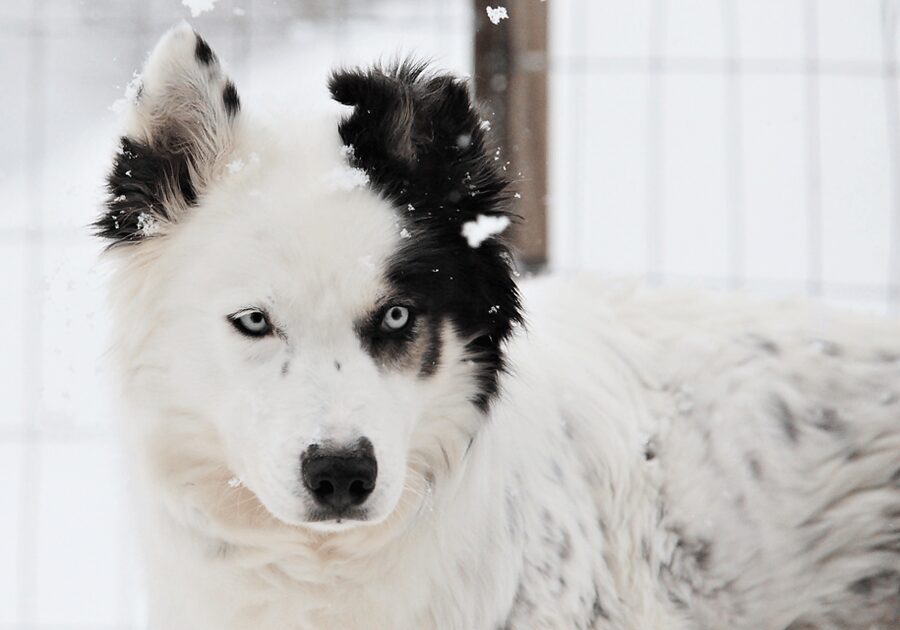Pyhätunturi: Husky safari 5km including a farm visit - Meeting the dogs at a working farm