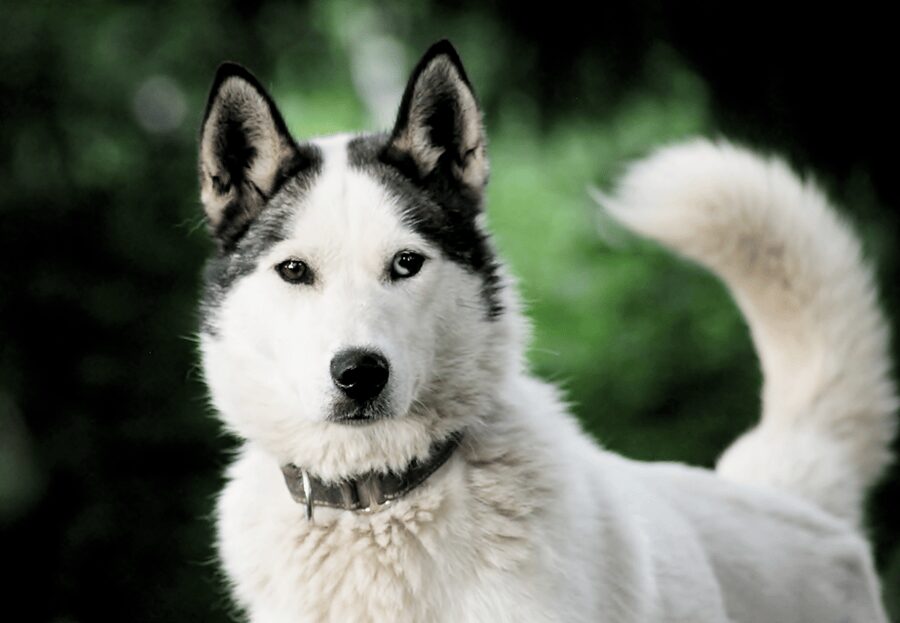 Pyhätunturi: Husky safari 5km including a farm visit - Is $165 a fair price?