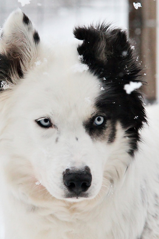 Pyhätunturi: Husky safari 5km including a farm visit - My advice before you go