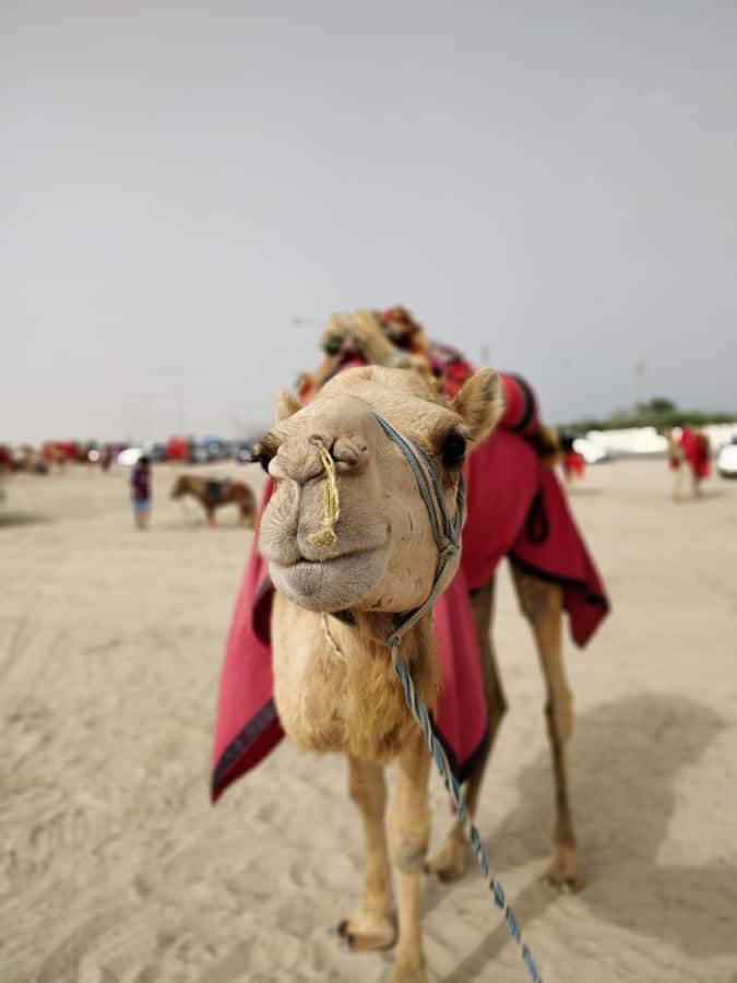 Qatar: Desert Safari, Camel Ride, Inland sea, Sandboarding - The Inland Sea is the visual high point