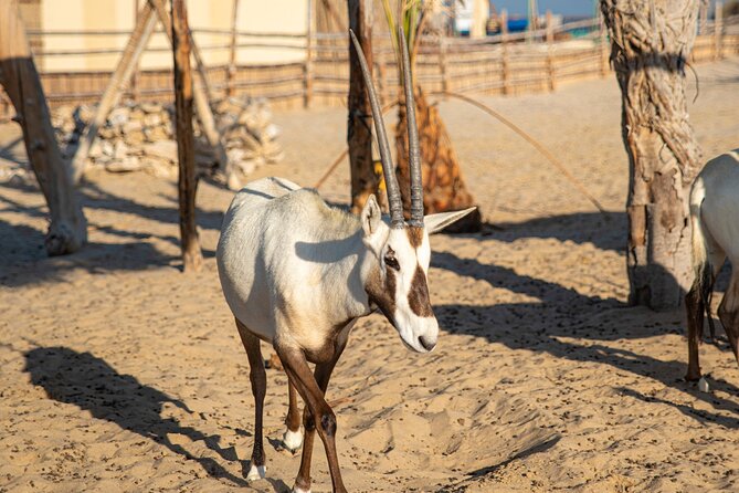 Qatar Half Day Desert Safari(Camel Rides & Sandboarding) - The dune-bashing section: thrilling, not gentle