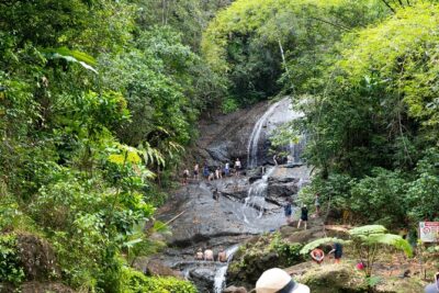 Rainforest Hike and Waterfall Safari