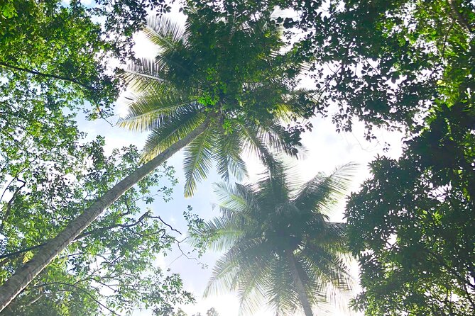 Rainforest Hike and Waterfall Safari - Swimming at Venus Estate Waterfall