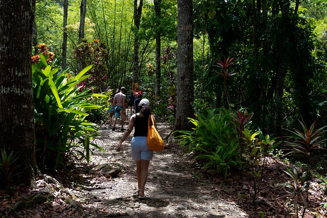 Rainforest Hike and Waterfall Safari - Is $66.67 a fair price?