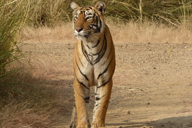 Ranthambore National Park - Sawai Madhopur pickup and the meeting point