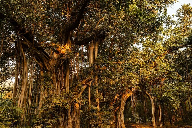 Ranthambore National Park - Tiger spotting, birds, and the luck factor