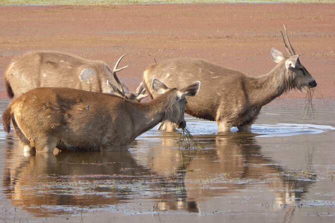 Ranthambore National Park - Timing, weather, and communication