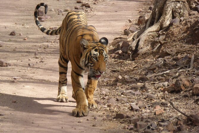 Ranthambore National Park - Should you book the Ranthambore safari?