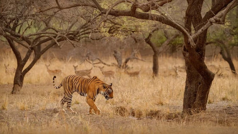 Ranthambore National Park: Safari Ticket with Pickup Option - Key points before you book