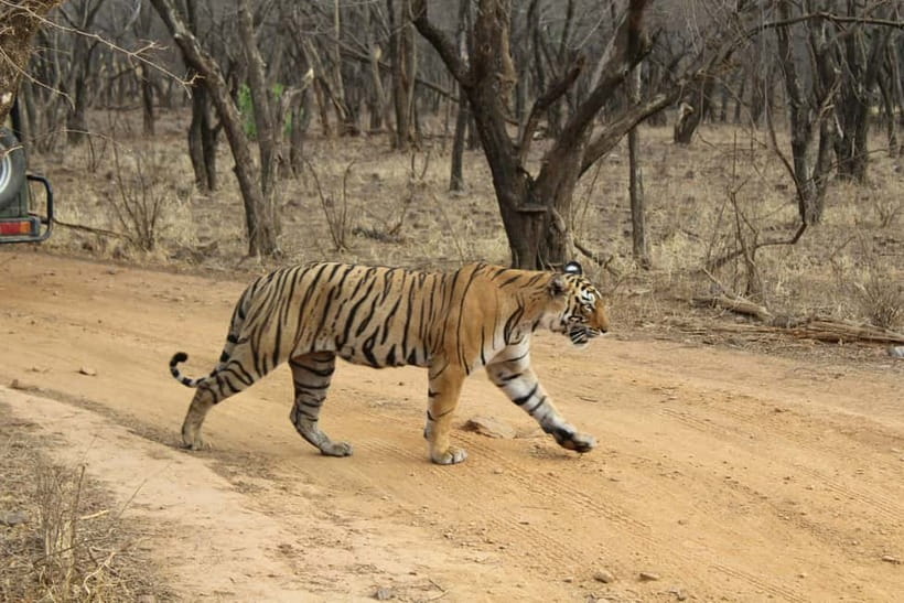 Ranthambore National Park: Safari Ticket with Pickup Option - Why Ranthambore is worth the early start
