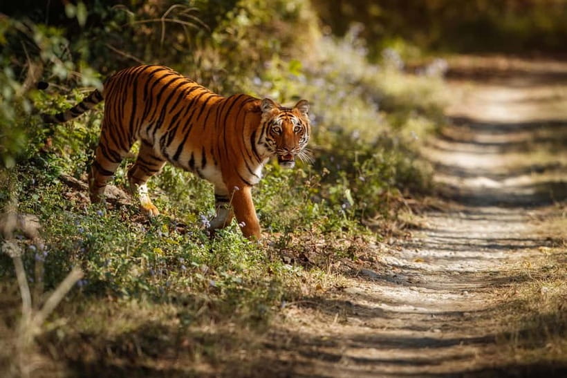 Ranthambore National Park: Safari Ticket with Pickup Option - Pickup from Ranthambore and Sawai Madhopur hotels