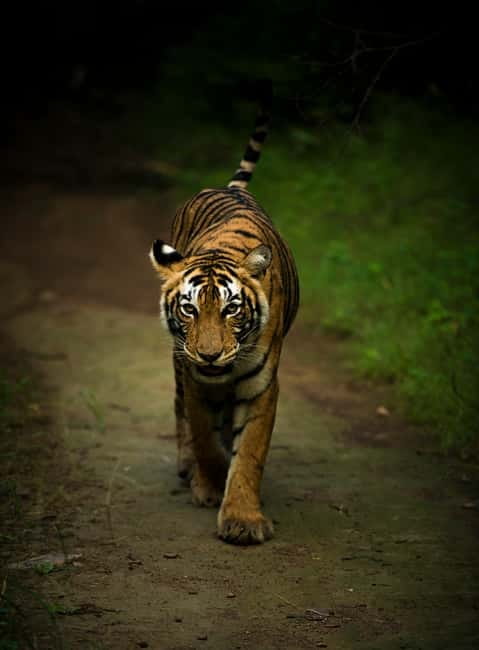 Ranthambore National Park: Safari Ticket with Pickup Option - The 20-seat canter and what the layout means