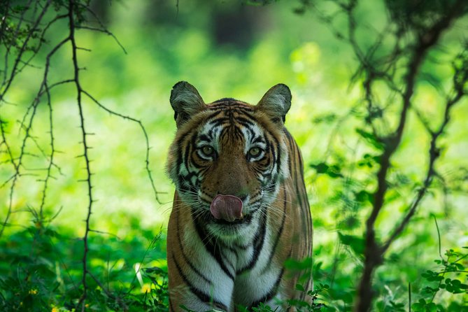 Ranthambore: Sharing Safari In Canter Or Gypsy Vehicle All Incl. - Pickup in Sawai Madhopur keeps the morning simple