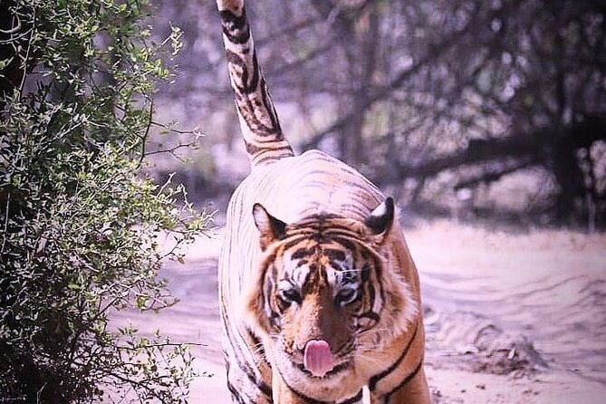 Ranthambore Wildlife Safari with Tickets & Transfer Options - What the Ranthambore safari is really about