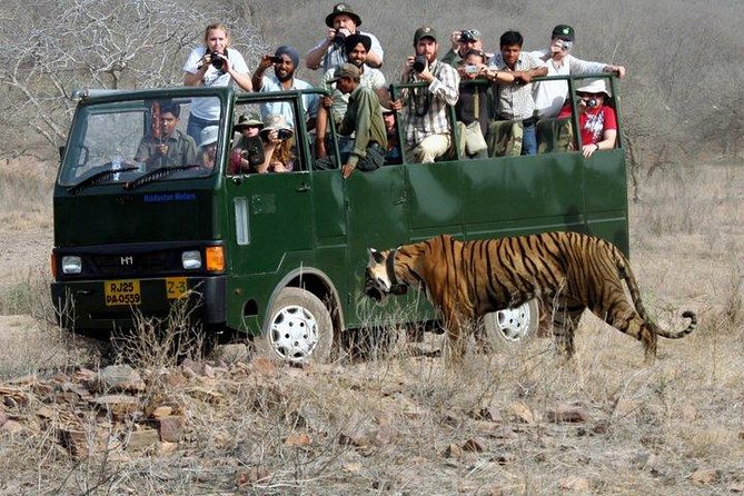 Ranthambore Wildlife Safari with Tickets & Transfer Options - Half-day or full-day: choosing the right pace