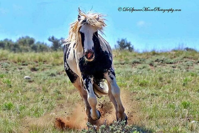 Red Canyon Wild Mustang Tours And Safaris In Cody Wyoming - Key points to know before booking