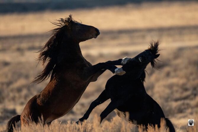 Red Canyon Wild Mustang Tours And Safaris In Cody Wyoming - Searching for horses, not feeding them