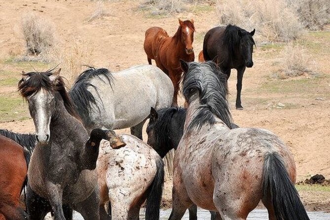 Red Canyon Wild Mustang Tours And Safaris In Cody Wyoming - Weather can change the route