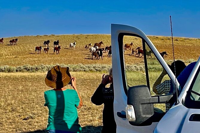 Red Canyon Wild Mustang Tours And Safaris In Cody Wyoming - Wildlife beyond the mustangs