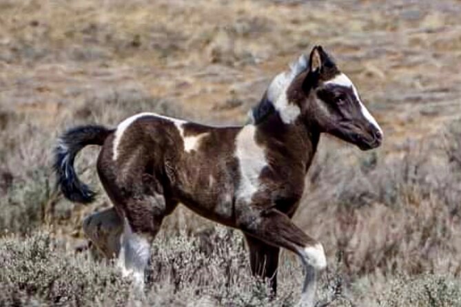 Red Canyon Wild Mustang Tours And Safaris In Cody Wyoming - Which guide might you have?