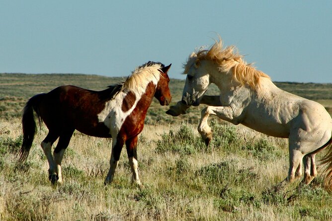 Red Canyon Wild Mustang Tours And Safaris In Cody Wyoming - Leaving Cody for the McCullough Peaks