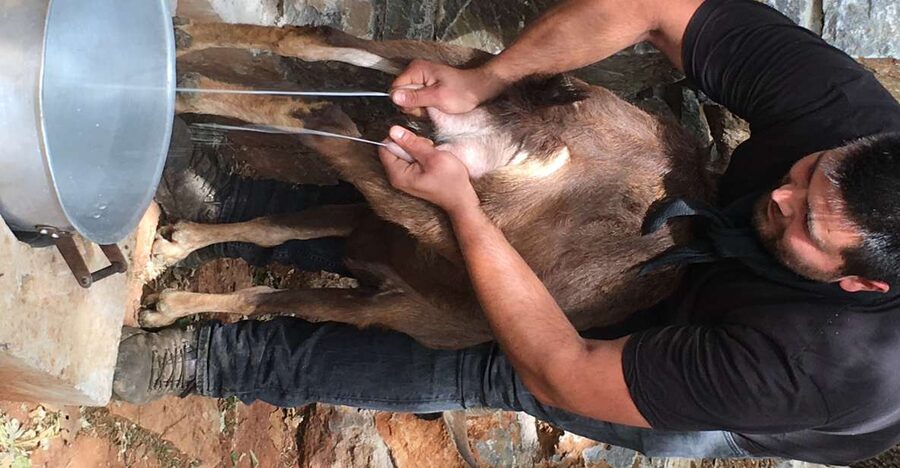 Rethymno 4x4 Safari: Tastes & Farm Experience - What the $128 price really covers