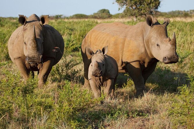 Rhino Game Drive - Why the white rhino encounter matters