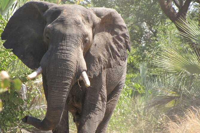 Rhino Game Drive - A guide-led lesson, not just an animal search