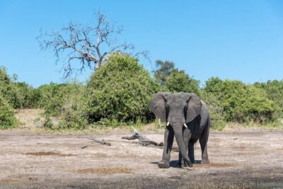 Rhino Game Drive